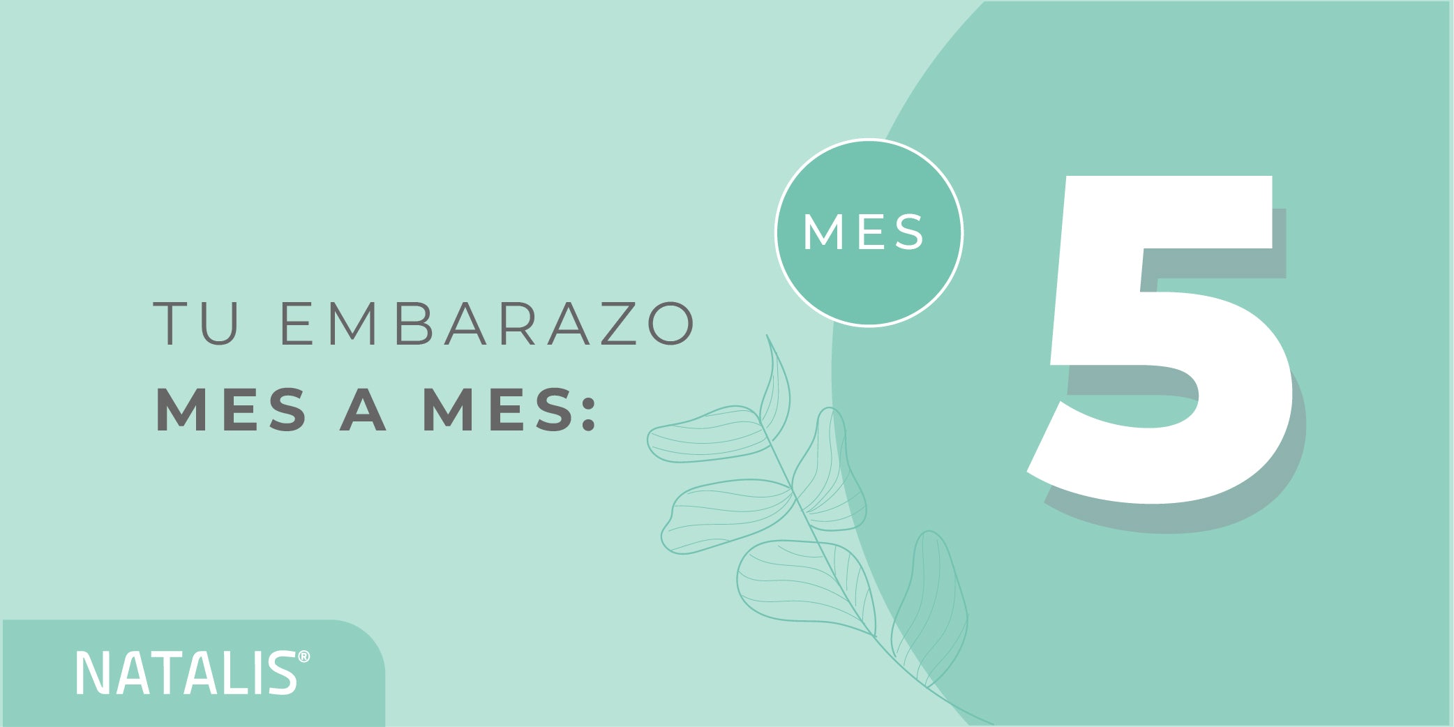 El quinto mes de embarazo: síntomas y desarrollo del bebé